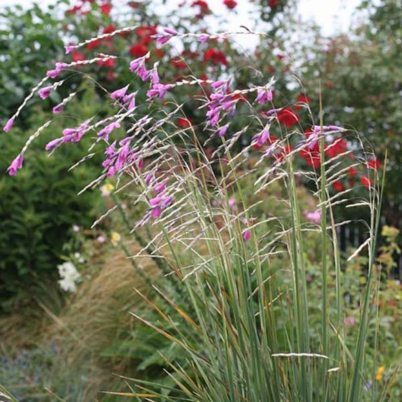 Canne à pêche des Anges - Dierama pulcherrimum (Port)