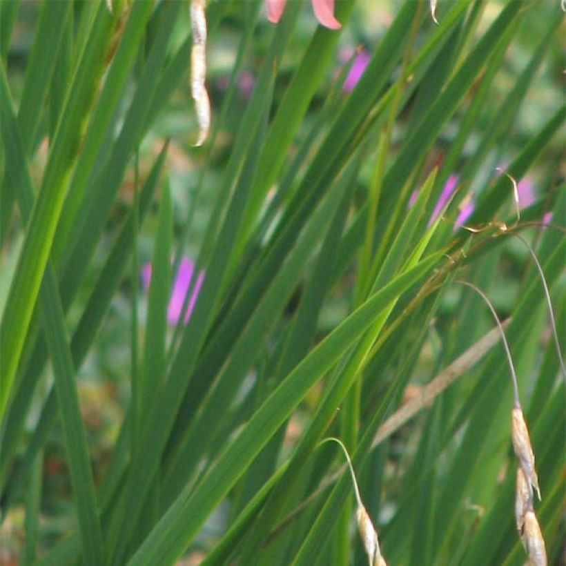 Canne à pêche des anges - Dierama igneum (Feuillage)