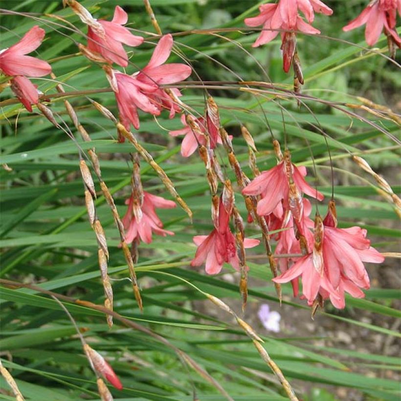 Canne à pêche des anges - Dierama igneum (Floraison)