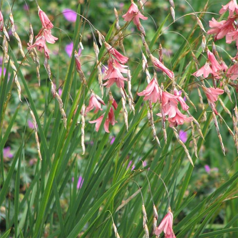 Canne à pêche des anges - Dierama igneum (Port)