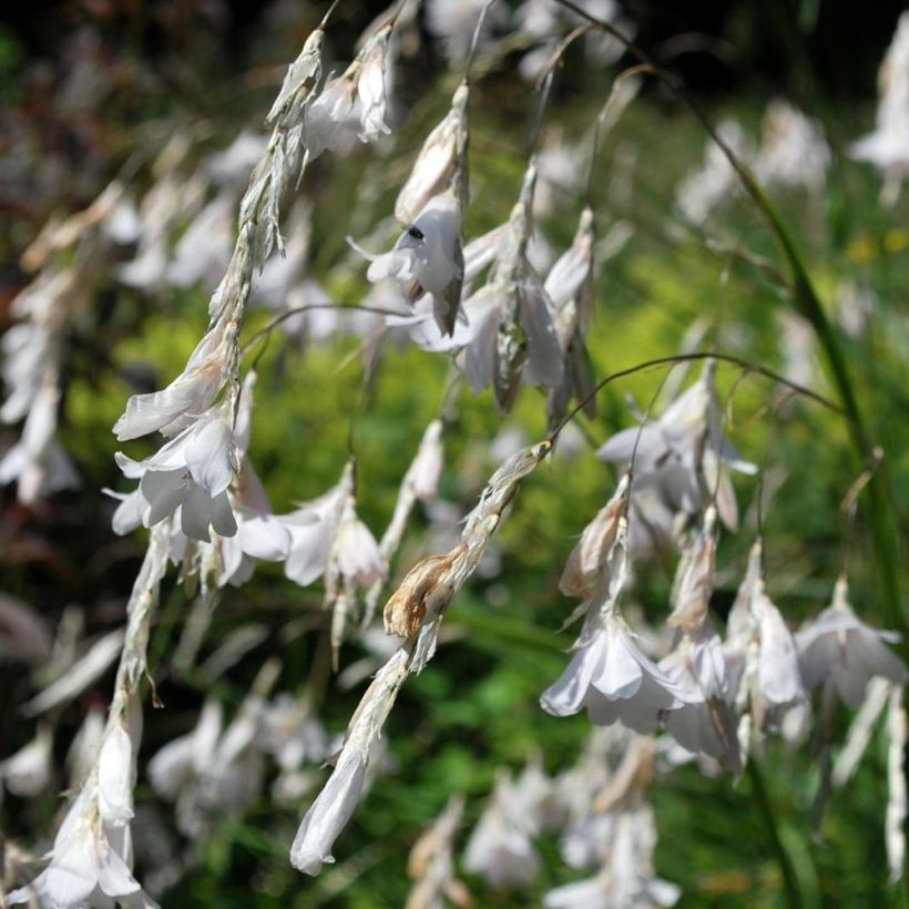 Dierama Alba - Canne à pêche des anges (Floraison)