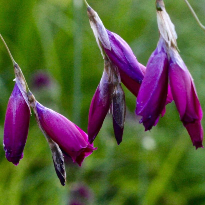 Dierama Dark Cerise - Canne à pêche des anges (Floraison)