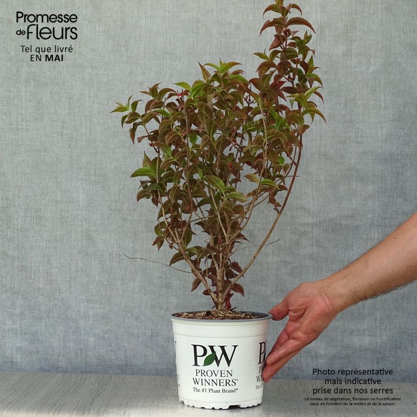 Spécimen de Diervilla Kodiak Black Pot de 2L/3L tel que livré au printemps