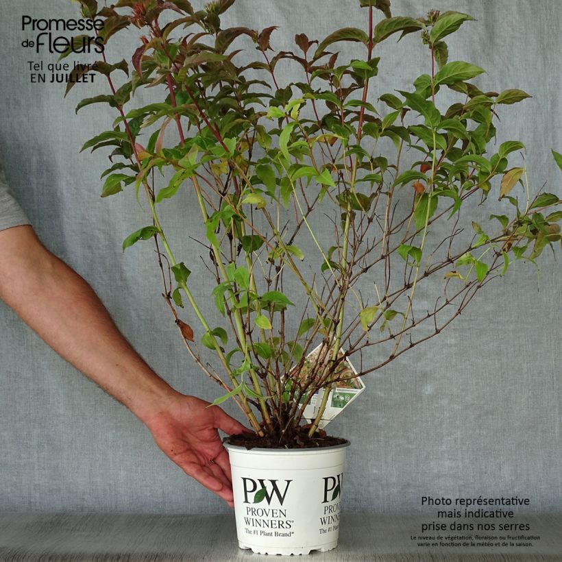 Spécimen de Diervilla Kodiak Orange Pot de 2L/3L tel que livré en été