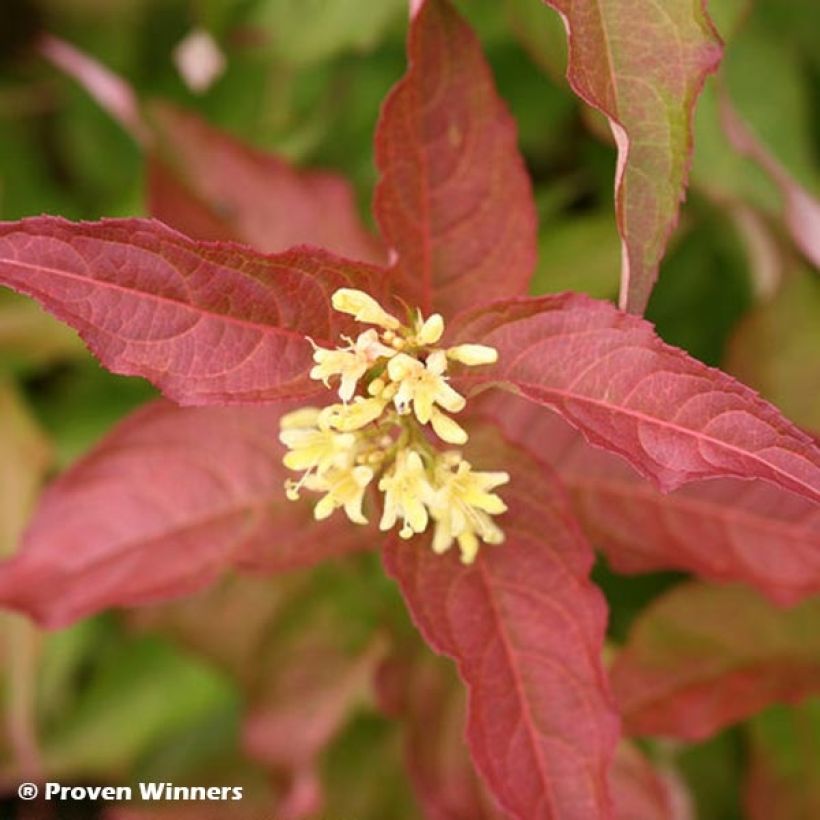 Diervilla Kodiak Red (Floraison)