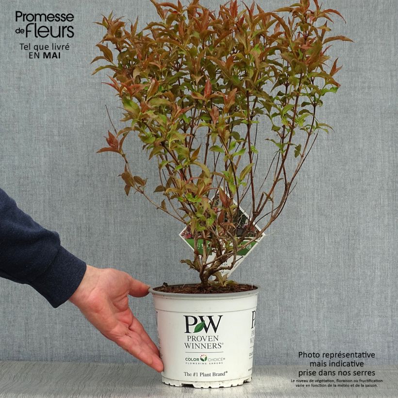Spécimen de Diervilla Kodiak Red Pot de 2L/3L tel que livré au printemps