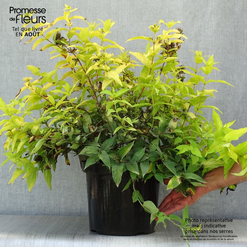 Spécimen de Diervilla rivularis Honeybee Pot de 7,5L/10L tel que livré en été