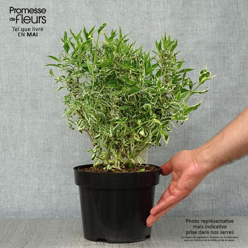 Spécimen de Diervilla sessilifolia Cool Splash en pot de 3/4L tel que livré au printemps