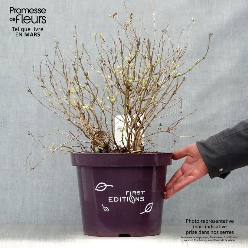 Spécimen de Diervilla sessilifolia Cool Splash en pot de 7,5L/10L tel que livré au printemps