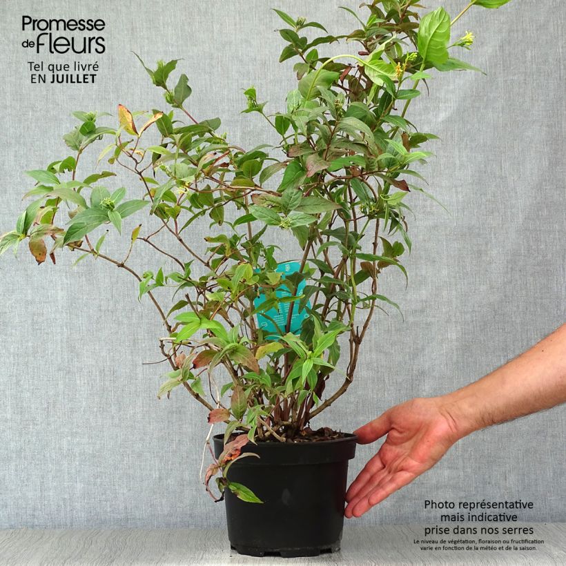 Spécimen de Diervilla splendens - Diervillé Pot de 2L/3L tel que livré en été