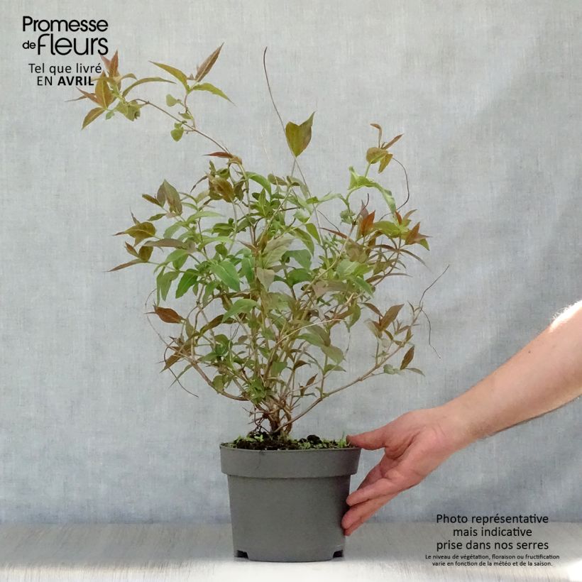 Spécimen de Diervilla splendens - Diervillé Pot de 2L/3LHauteur livrée env. 50/60cm tel que livré au printemps