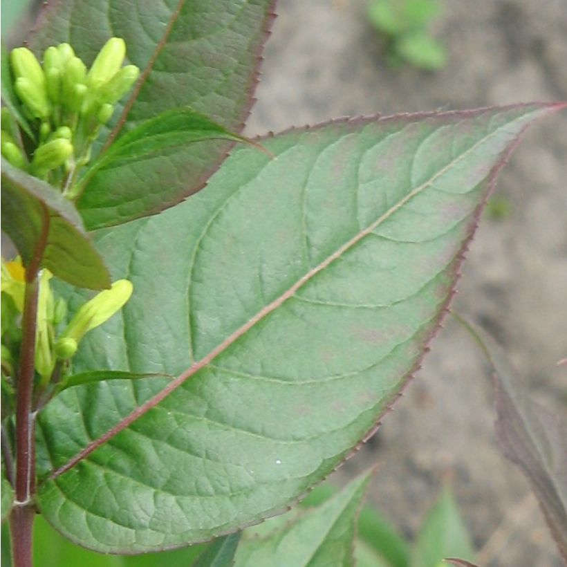 Diervilla splendens - Diervillé (Feuillage)