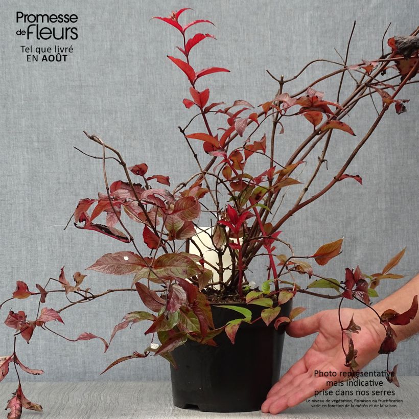Spécimen de Diervilla splendens Diva - Diervillé Pot de 3L/4L tel que livré en été