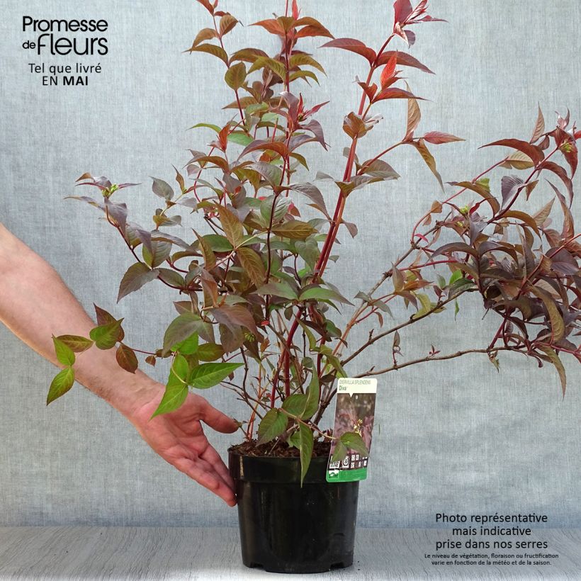 Spécimen de Diervilla splendens Diva - Diervillé en pot de 3/4L tel que livré au printemps