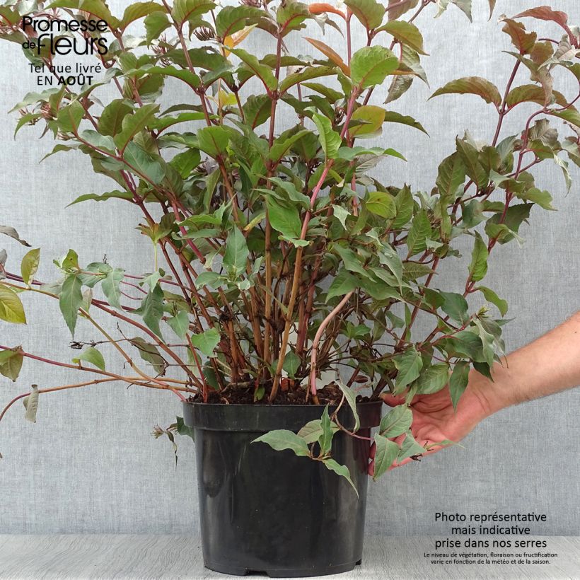 Spécimen de Diervilla splendens Diva - Diervillé Pot de 7,5L/10L tel que livré en été