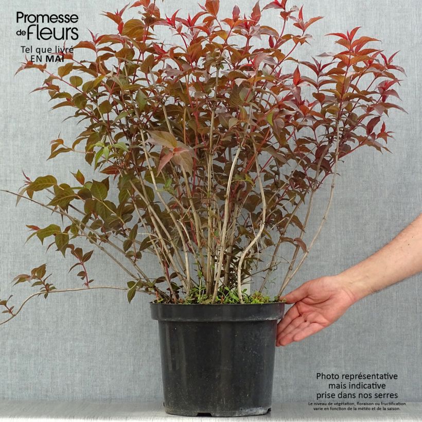 Spécimen de Diervilla splendens Diva - Diervillé en pot de 7,5l/10l tel que livré au printemps
