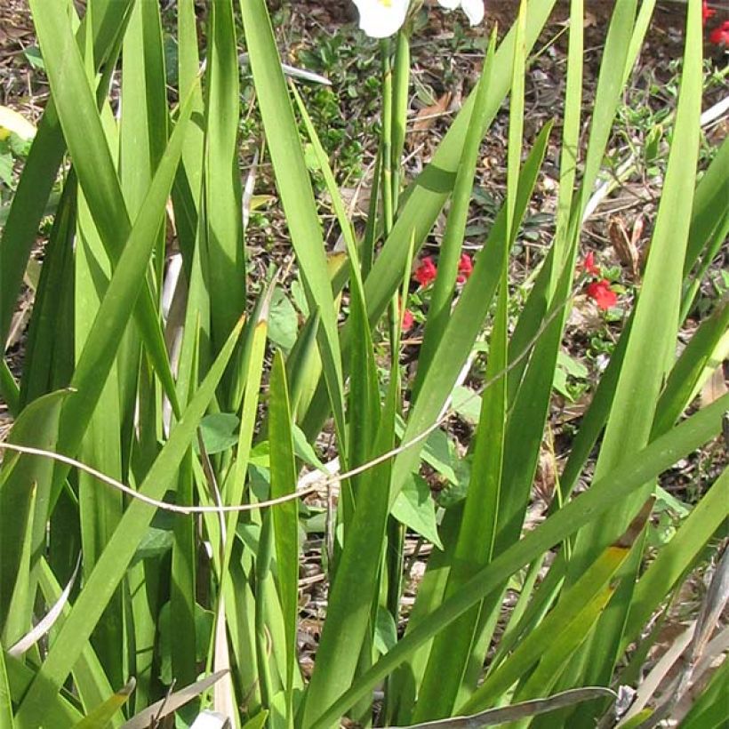Dietes Grandiflora - Iris des Fées (Feuillage)