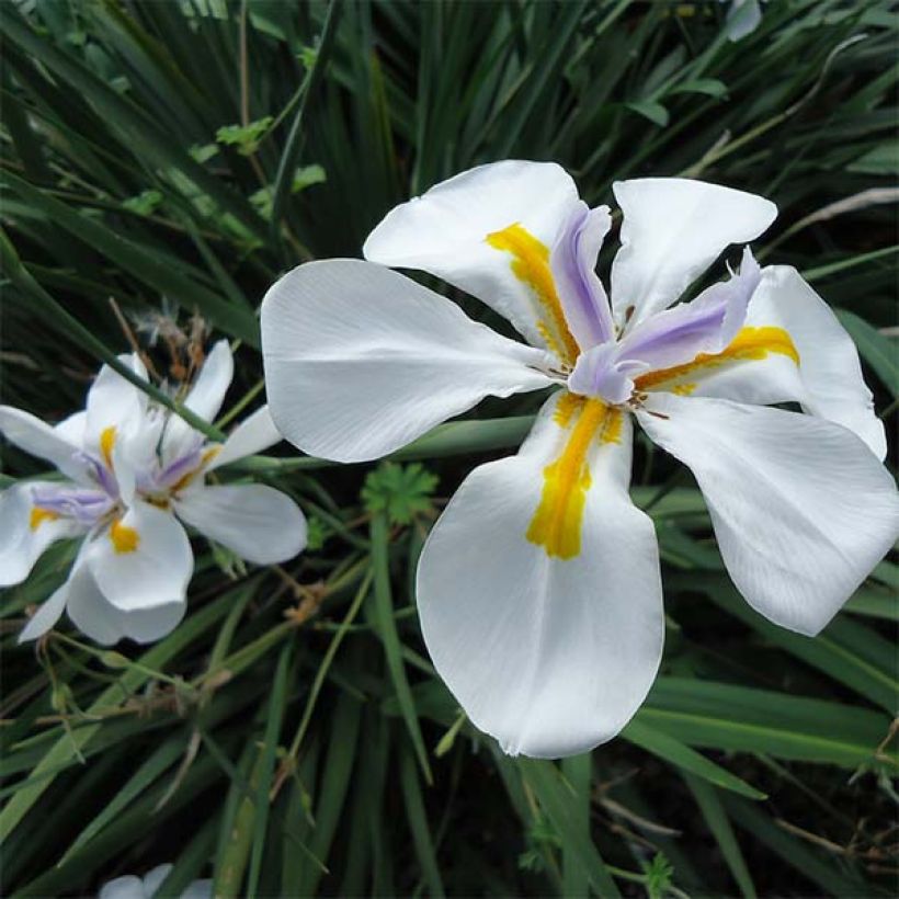 Dietes Grandiflora - Iris des Fées (Floraison)