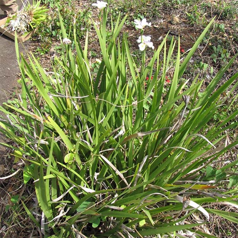 Dietes Grandiflora - Iris des Fées (Port)