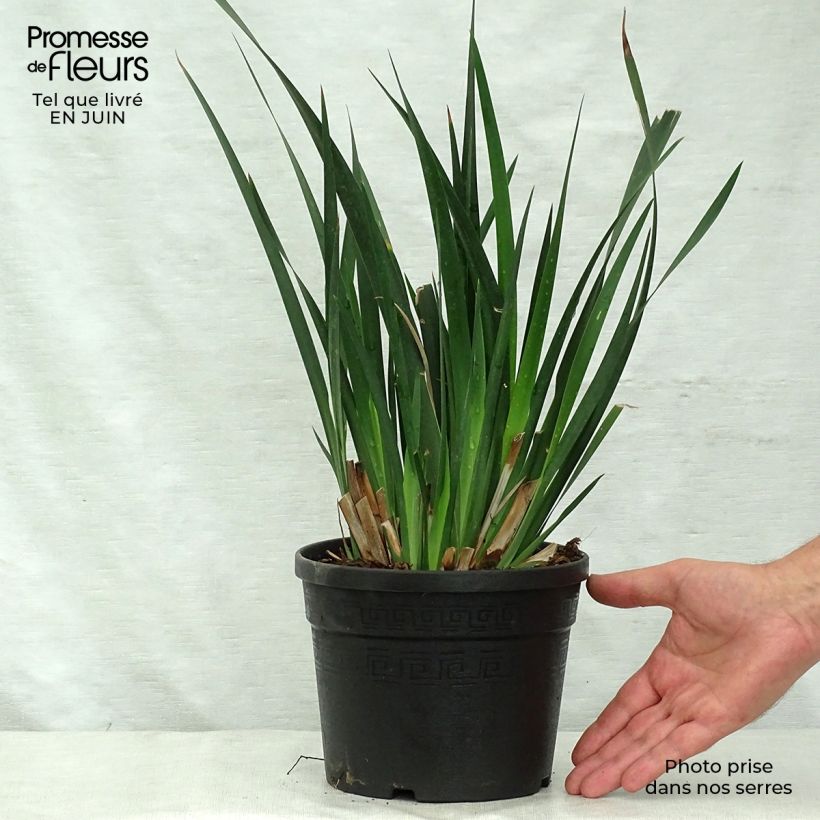 Spécimen de Dietes Grandiflora - Iris des Fées Pot de 2L/3L tel que livré en été