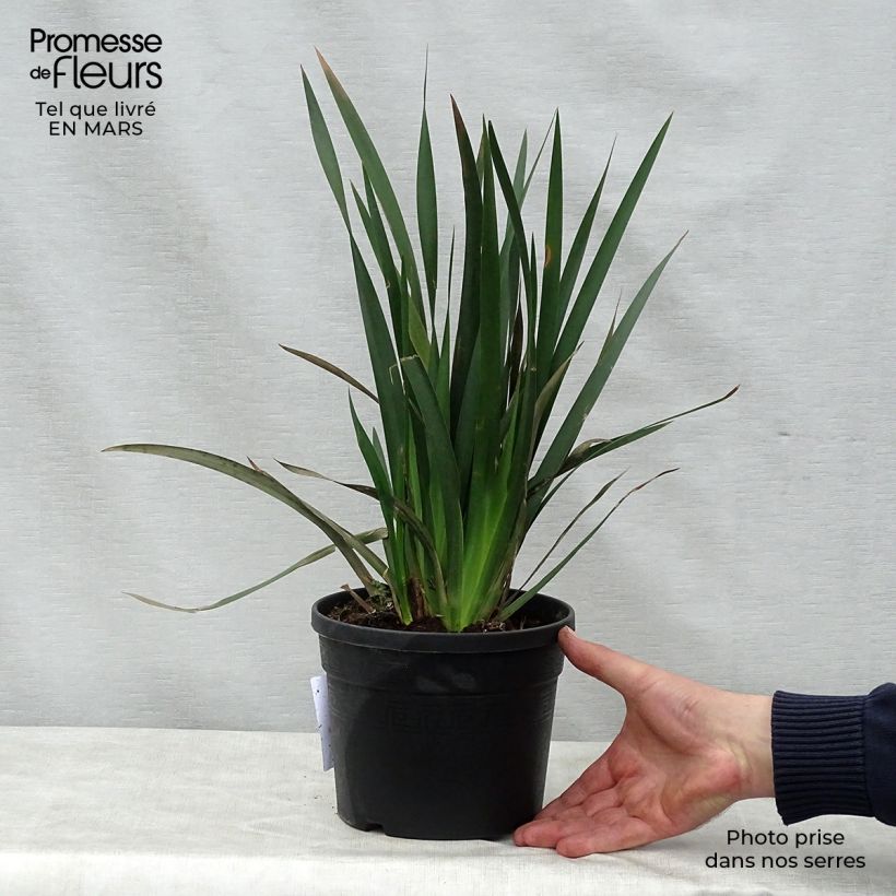 Spécimen de Dietes Grandiflora - Iris des Fées Pot de 2L/3L tel que livré au printemps