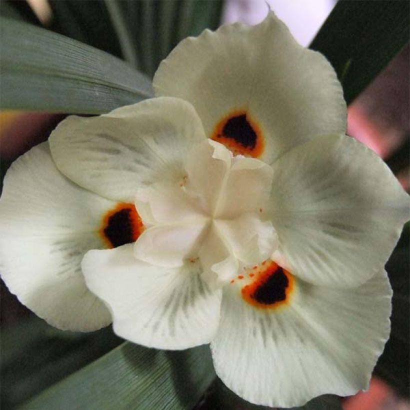 Dietes bicolor - Iris espagnol (Floraison)