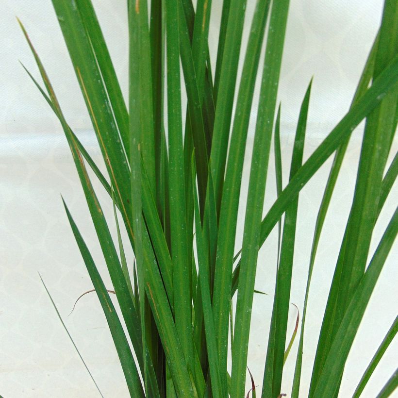 Dietes bicolor - Iris espagnol (Feuillage)
