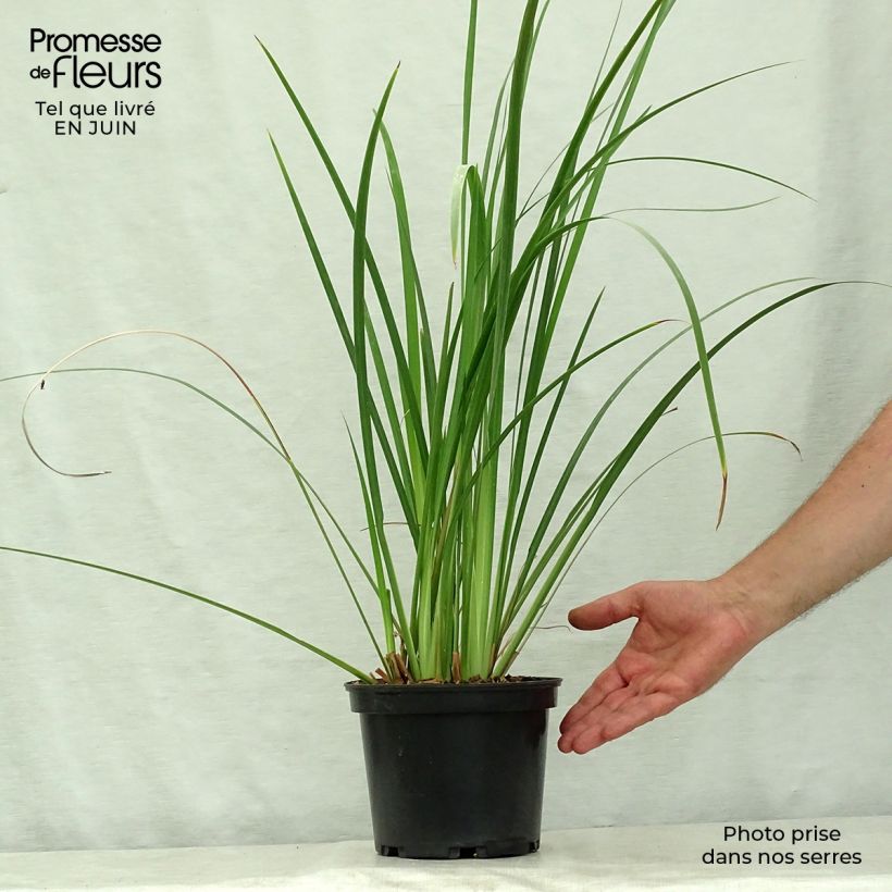 Spécimen de Dietes bicolor - Iris espagnol Pot de 2L/3L tel que livré en été