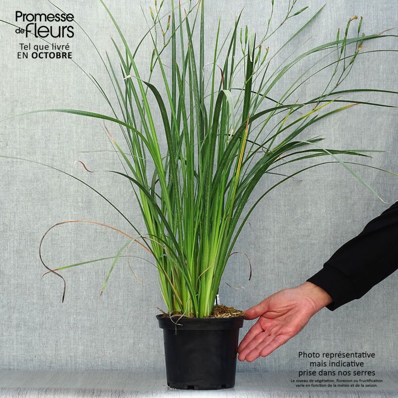 Spécimen de Dietes bicolor - Iris espagnol Pot de 2L/3L tel que livré en automne