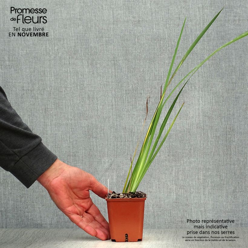 Spécimen de Dietes bicolor - Iris espagnol Godet de 8/9 cm tel que livré en automne