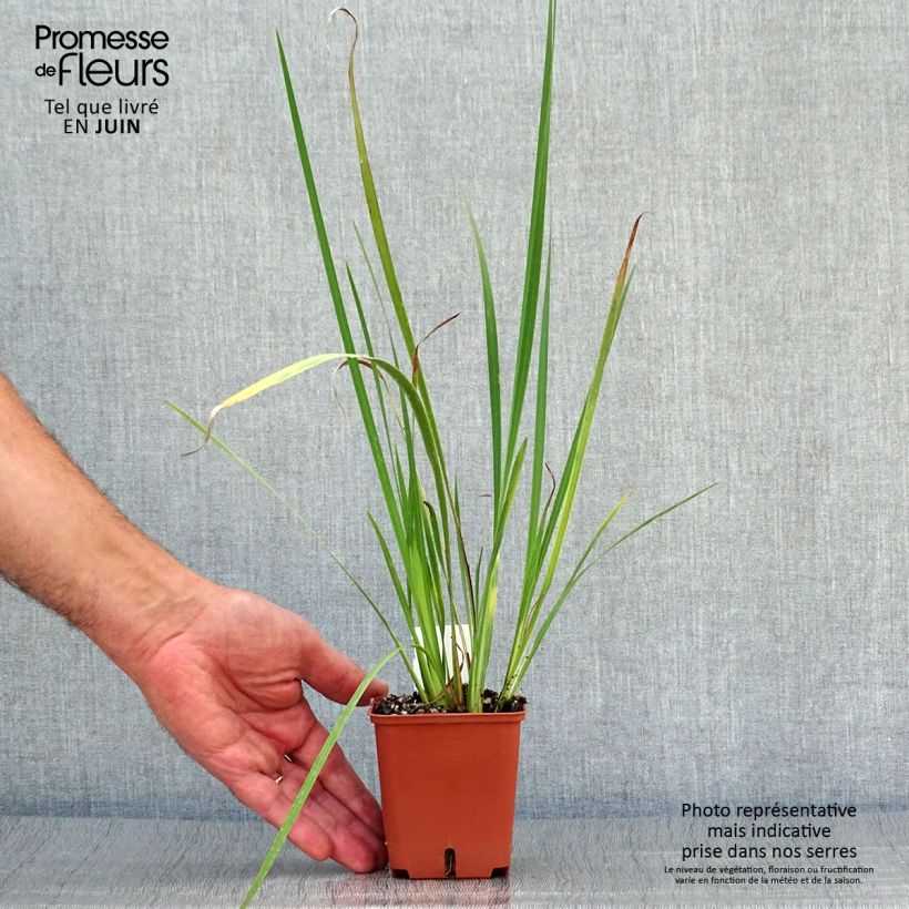 Spécimen de Dietes bicolor - Iris espagnol Godet de 8/9 cm tel que livré en été
