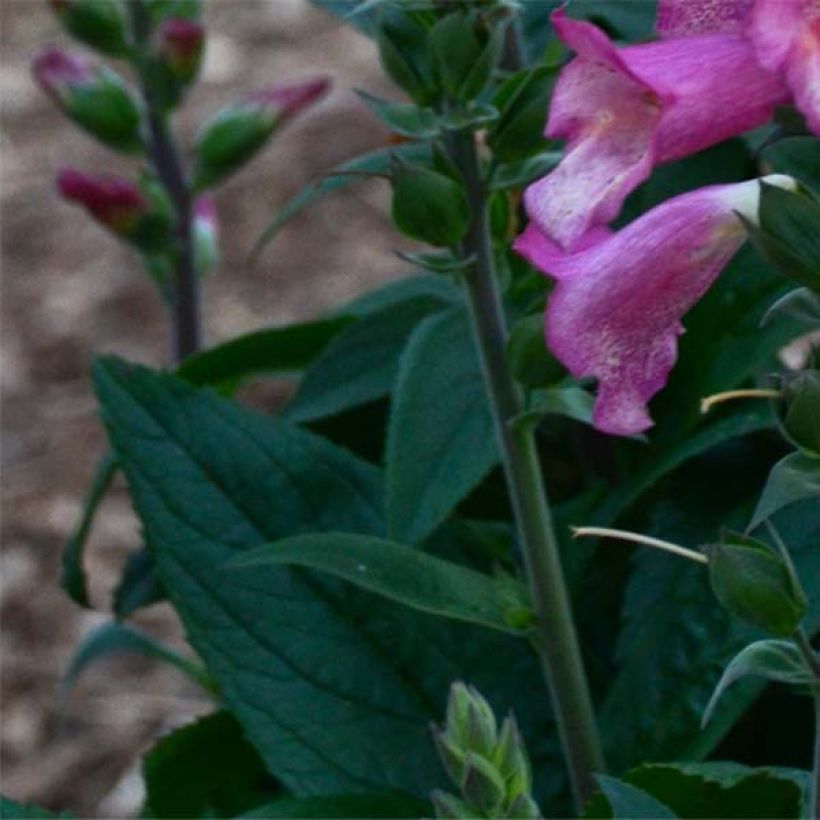 Digiplexis Berry Canary - Digitalis hybride (Feuillage)