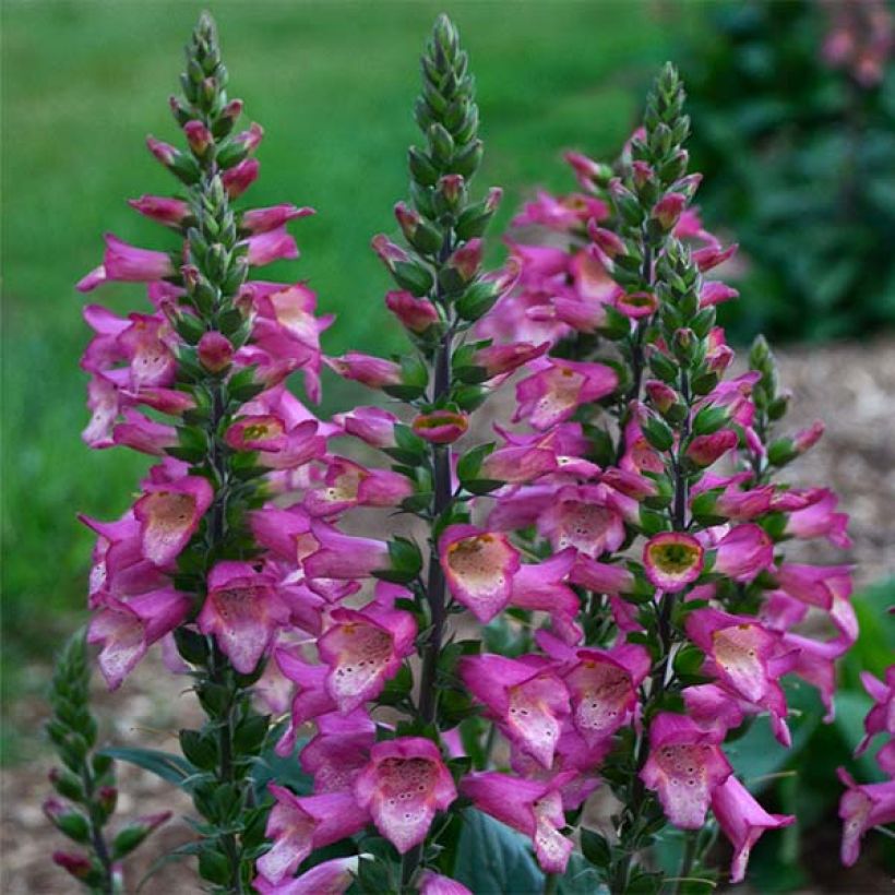 Digiplexis Berry Canary - Digitalis hybride (Floraison)