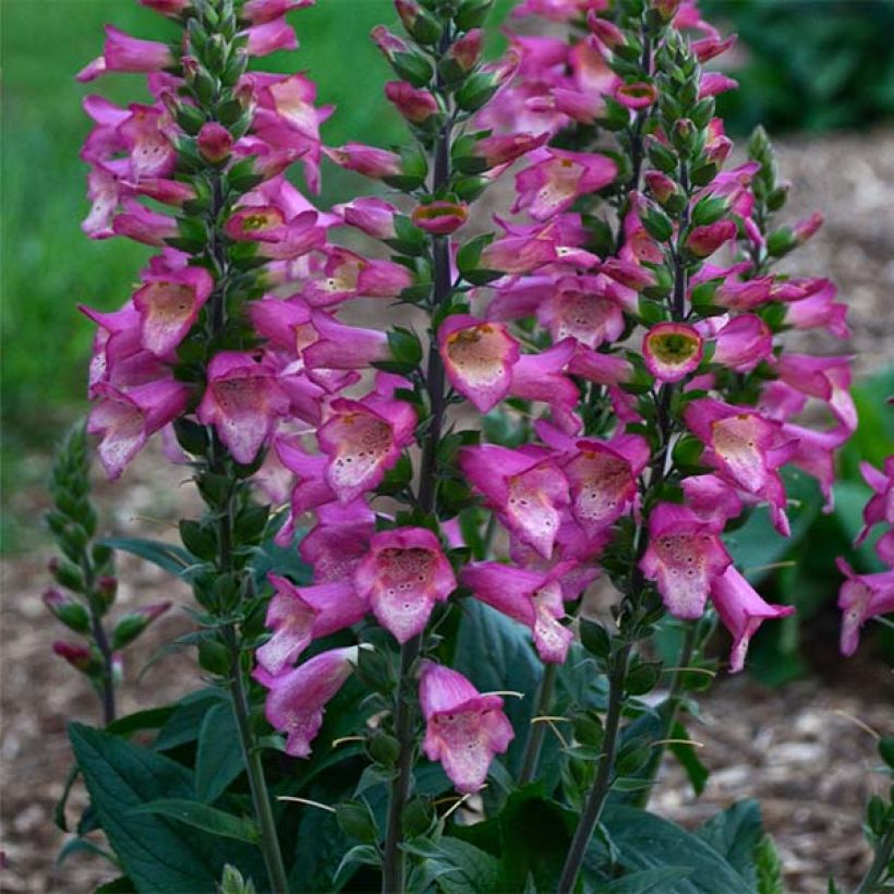 Digiplexis Berry Canary - Digitalis hybride (Port)