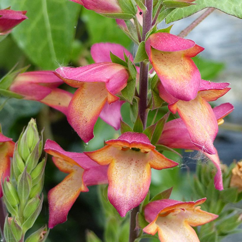 Digiplexis Illumination Flame - Digitalis hybride (Floraison)