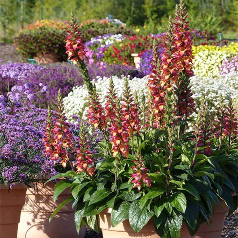 Digiplexis Illumination Flame - Digitalis hybride (Port)