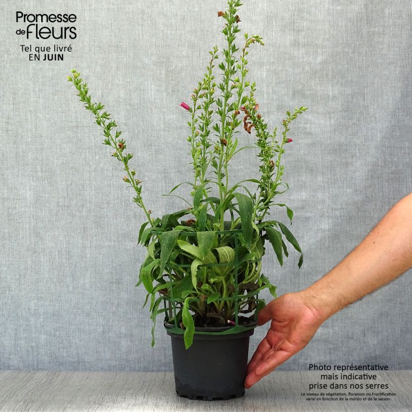 Spécimen de Digiplexis Illumination Raspberry - Digitalis hybride  Pot de 2L/3L tel que livré en été