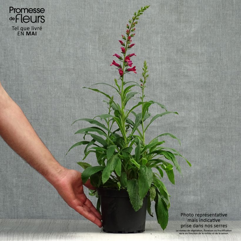 Spécimen de Digiplexis Illumination Raspberry - Digitalis hybride - pot de 2L/3L tel que livré au printemps