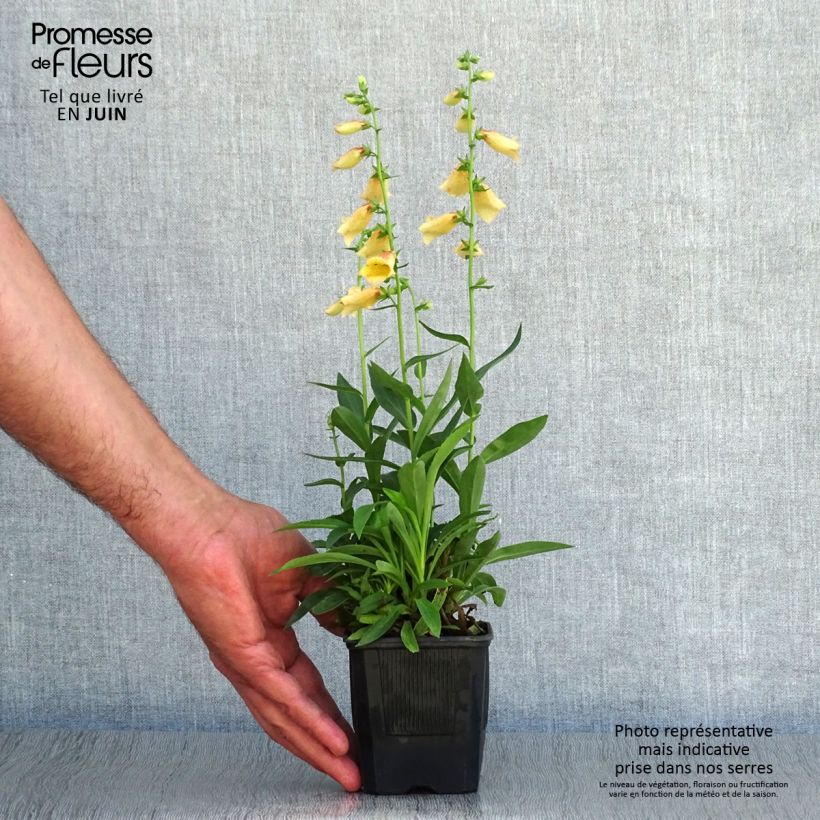 Spécimen de Digitale - Digitalis hybride Goldcrest Godet de 8/9 cm tel que livré en été