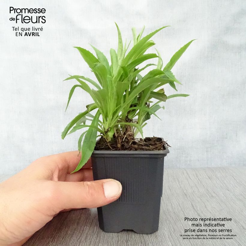 Spécimen de Digitale - Digitalis hybride Goldcrest Godet de 9cm tel que livré au printemps