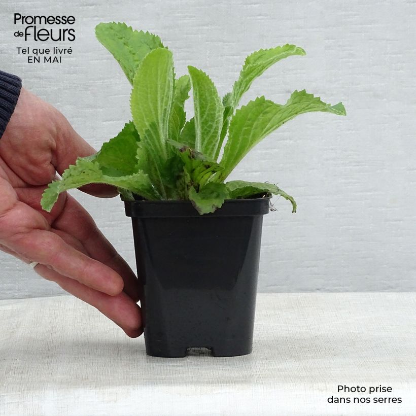 Spécimen de Digitale, Digitalis mertonensis Godet de 9cm tel que livré au printemps