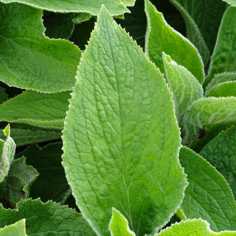 Digitale, Digitalis mertonensis (Feuillage)