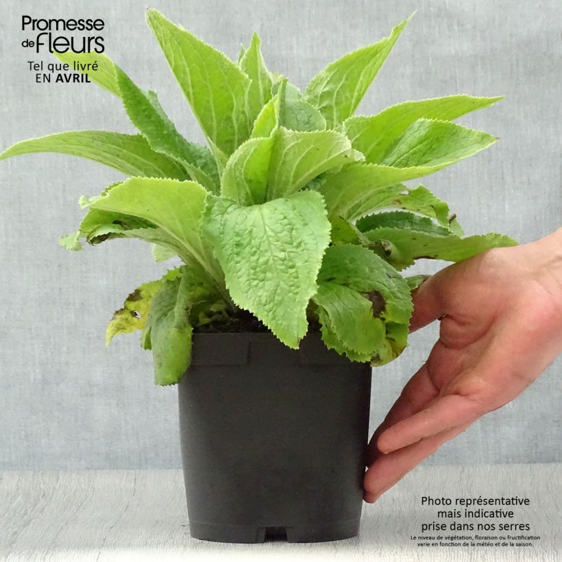 Spécimen de Digitale, Digitalis mertonensis Pot de 2/3 L tel que livré au printemps
