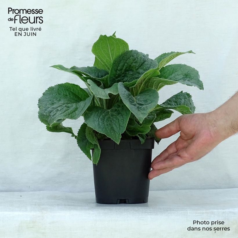 Spécimen de Digitale, Digitalis mertonensis Pot de 2L/3L tel que livré en été