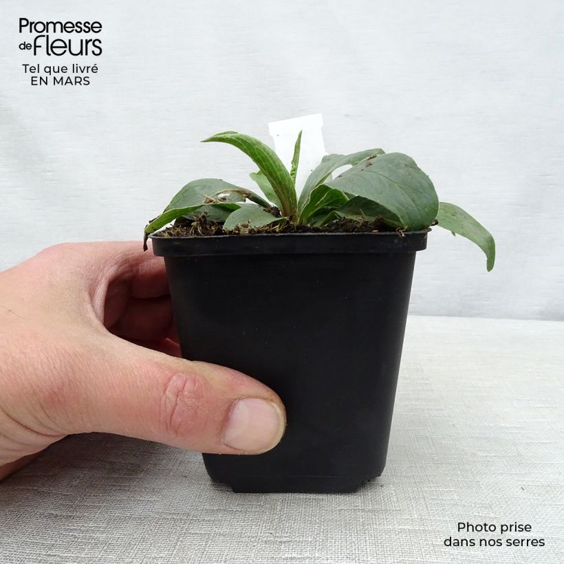 Spécimen de Digitale - Digitalis parviflora Godet de 9cm tel que livré au printemps