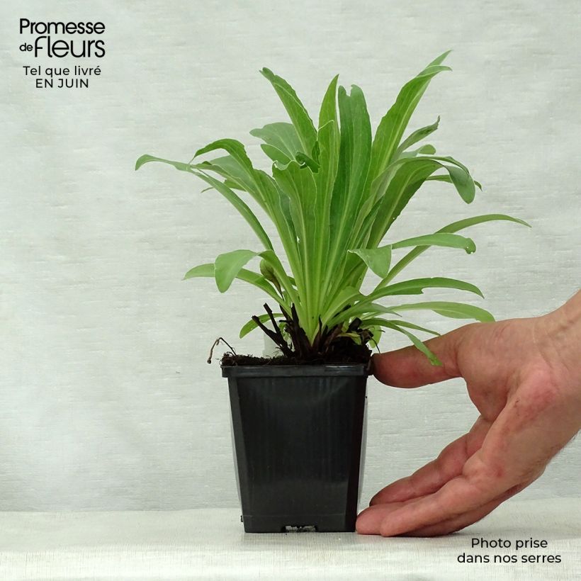 Spécimen de Digitale - Digitalis parviflora Godet de 8/9 cm tel que livré en été