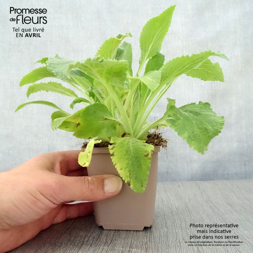 Spécimen de Digitale - Digitalis purpurea Monstrosa  Godet de 9cm tel que livré au printemps
