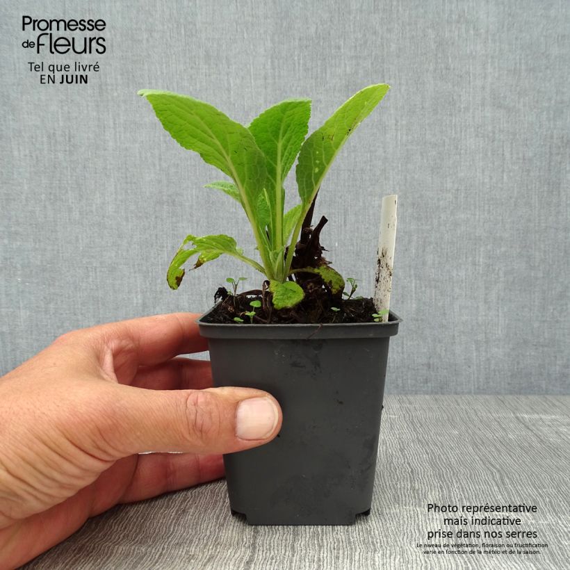 Spécimen de Digitale Suttons Apricot - Digitalis purpurea Godet de 7/8 cm tel que livré en été