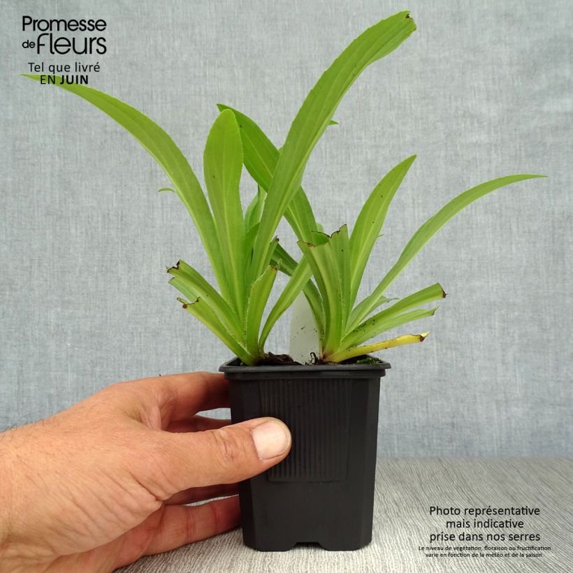 Spécimen de Digitale jaune - Digitalis lutea Godet de 8/9 cm tel que livré en été