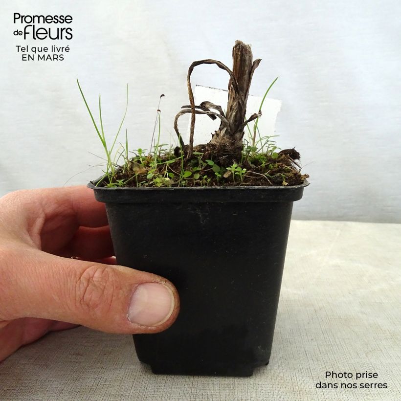 Spécimen de Digitale laineuse Café Crème - Digitalis lanata Godet de 9cm tel que livré au printemps
